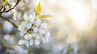 Delicate Cherry Blossoms in Gentle Springtime Light