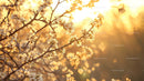 Blossoming Branches at Sunset with Warm Golden Light