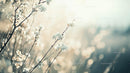 Delicate White Blossoms in Tranquil Spring Light