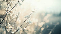 Delicate White Blossoms in Tranquil Spring Light
