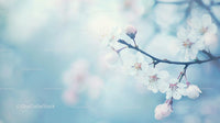 Delicate Cherry Blossoms on a Soft Pastel Background