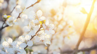 Cherry Blossoms in Soft Morning Light