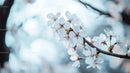 Gentle Cherry Blossoms on a Blooming Spring Branch