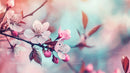 Cherry Blossoms with Pink Petals on a Branch