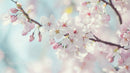 Delicate Cherry Blossoms in Full Spring Bloom