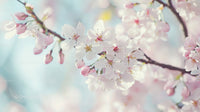 Delicate Cherry Blossoms in Full Spring Bloom