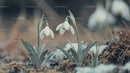 Delicate Snowdrops Emerging in Early Spring Garden