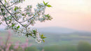 Cherry Blossoms in Bloom Against a Serene Pastel Horizon