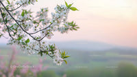 Cherry Blossoms in Bloom Against a Serene Pastel Horizon