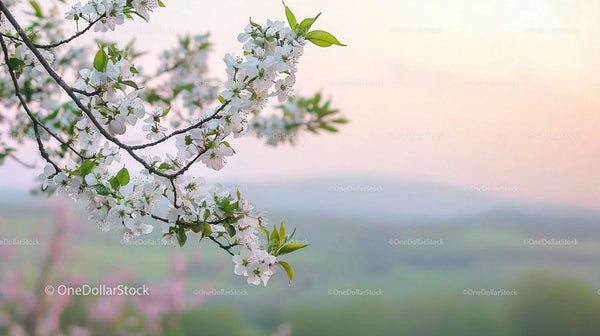 Cherry Blossoms in Bloom Against a Serene Pastel Horizon