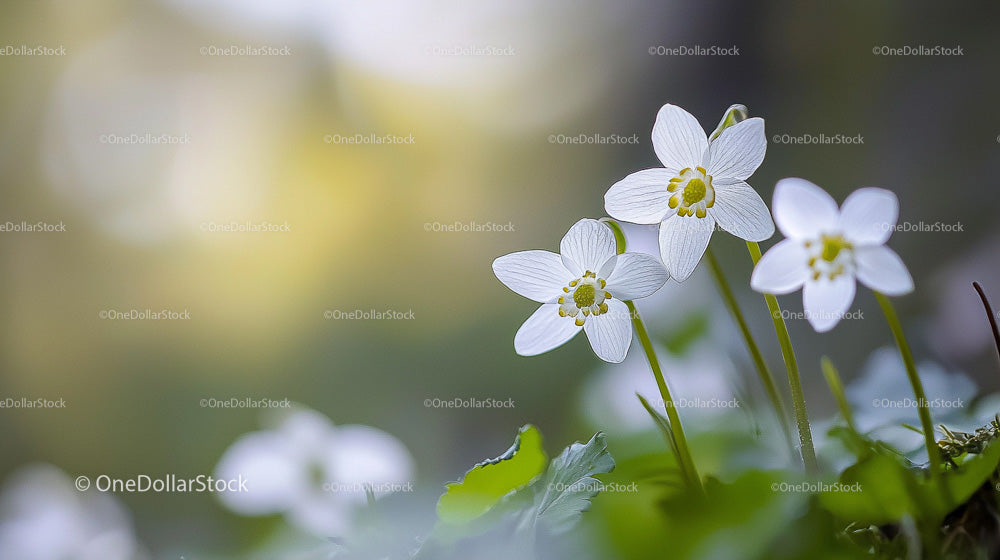 White Spring Flowers in Lush Greenery