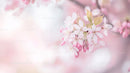 Delicate Cherry Blossoms in Soft Pink Tones