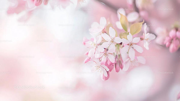 Delicate Cherry Blossoms in Soft Pink Tones