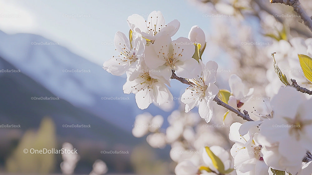 Cherry Blossoms in Bloom with Mountain Backdrop