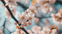 Cherry Blossoms on a Branch in Soft Morning Light