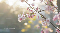 Cherry Blossoms in Sunlit Springtime
