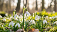 Snowdrops Blooming in Sunlit Woodland Setting