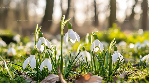 Snowdrops Blooming in Sunlit Woodland Setting