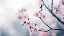 Delicate Cherry Blossoms on a Tranquil Spring Day