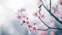 Delicate Cherry Blossoms on a Tranquil Spring Day