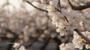 Cherry Blossoms Blooming in Sunlit Garden