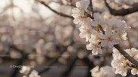Cherry Blossoms Blooming in Sunlit Garden