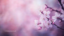 Delicate Cherry Blossoms in Full Spring Bloom