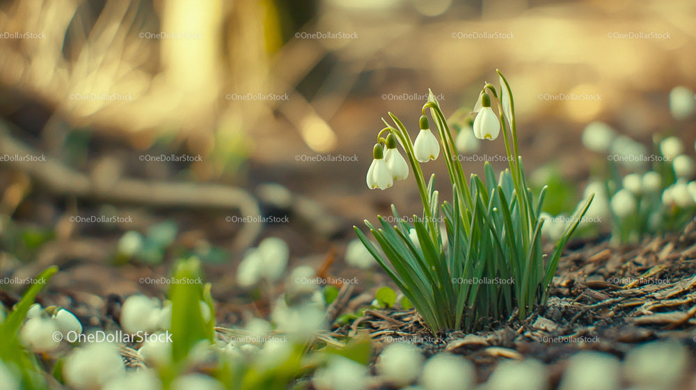 Snowdrops Blooming on a Forest Floor in Early Spring
