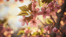 Cherry Blossoms in Full Bloom on a Sunny Spring Day