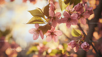 Cherry Blossoms in Full Bloom on a Sunny Spring Day