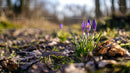 Purple Crocuses Blooming on a Sunlit Forest Path
