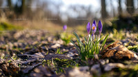 Purple Crocuses Blooming on a Sunlit Forest Path
