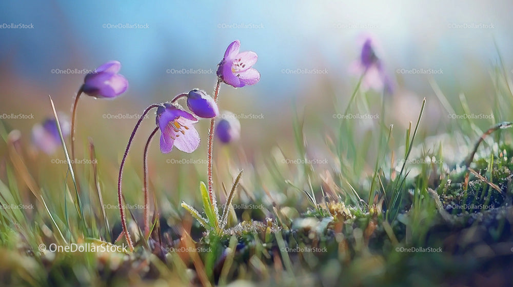 Purple Wildflowers Blossoming in Sunlit Meadow