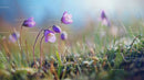Purple Wildflowers Blossoming in Sunlit Meadow