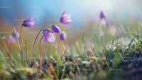 Purple Wildflowers Blossoming in Sunlit Meadow