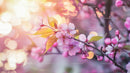 Cherry Blossom Branch With Delicate Pink Flowers in Soft Light