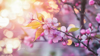 Cherry Blossom Branch With Delicate Pink Flowers in Soft Light