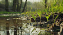 Young Sprouts Growing by a Calm Forest Stream in Spring