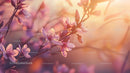 Cherry Blossoms at Sunset with Soft Pink Petals