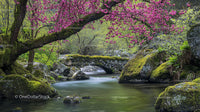 Peaceful Stream with Pink Blossoms and Stone Bridge