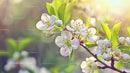 Delicate Apple Blossoms in Vibrant Spring Sunlight