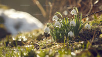 Delicate Snowdrops in Early Spring Sunlight
