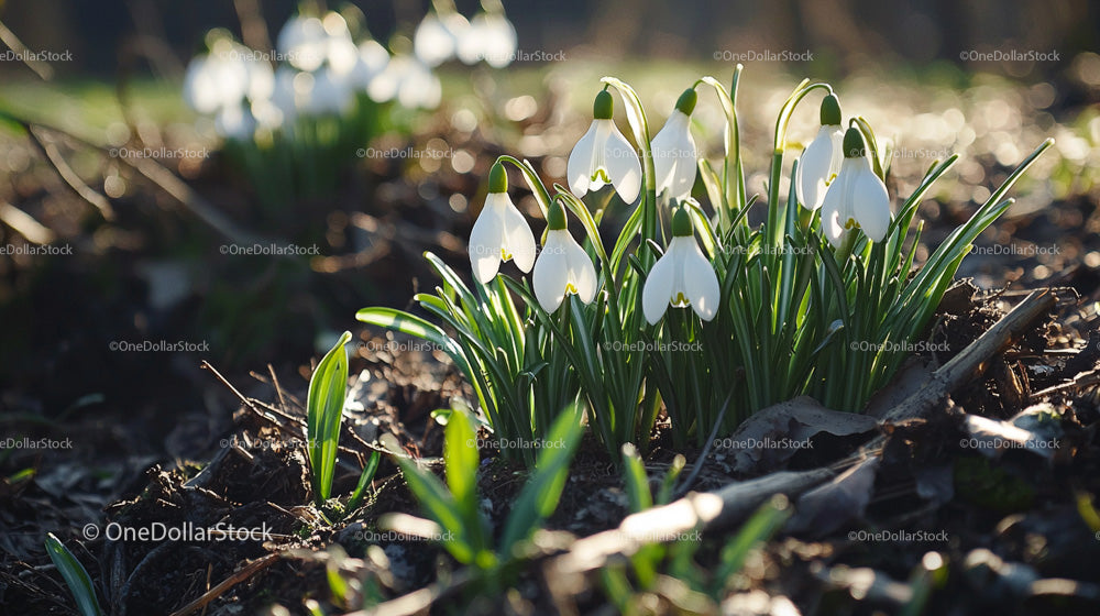 Snowdrops Blooming in Early Spring Garden