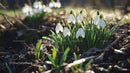 Snowdrops Blooming in Early Spring Garden
