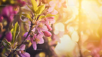 Spring Blossoms in Gentle Morning Sunlight