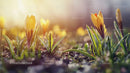 Yellow Crocuses Blooming in Early Spring Morning Light