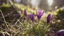 Purple Crocuses Blooming in Sunlit Spring Scene