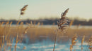Frosty Reeds at Sunrise in a Winter Landscape