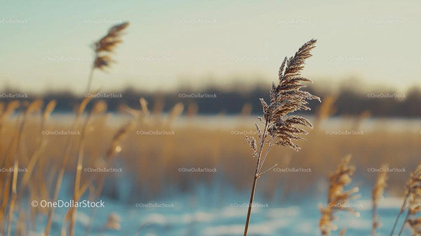 Frosty Reeds at Sunrise in a Winter Landscape