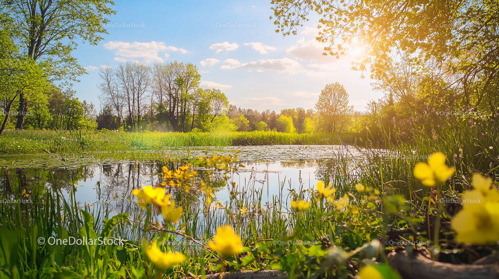 Bright Spring Day Over a Peaceful Pond with Yellow Flowers